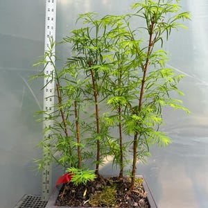 May include: A small bonsai tree with multiple slender, brown trunks and vibrant green, feathery foliage. The tree is planted in a dark gray rectangular pot. A ruler shows the tree is approximately 16 inches tall.