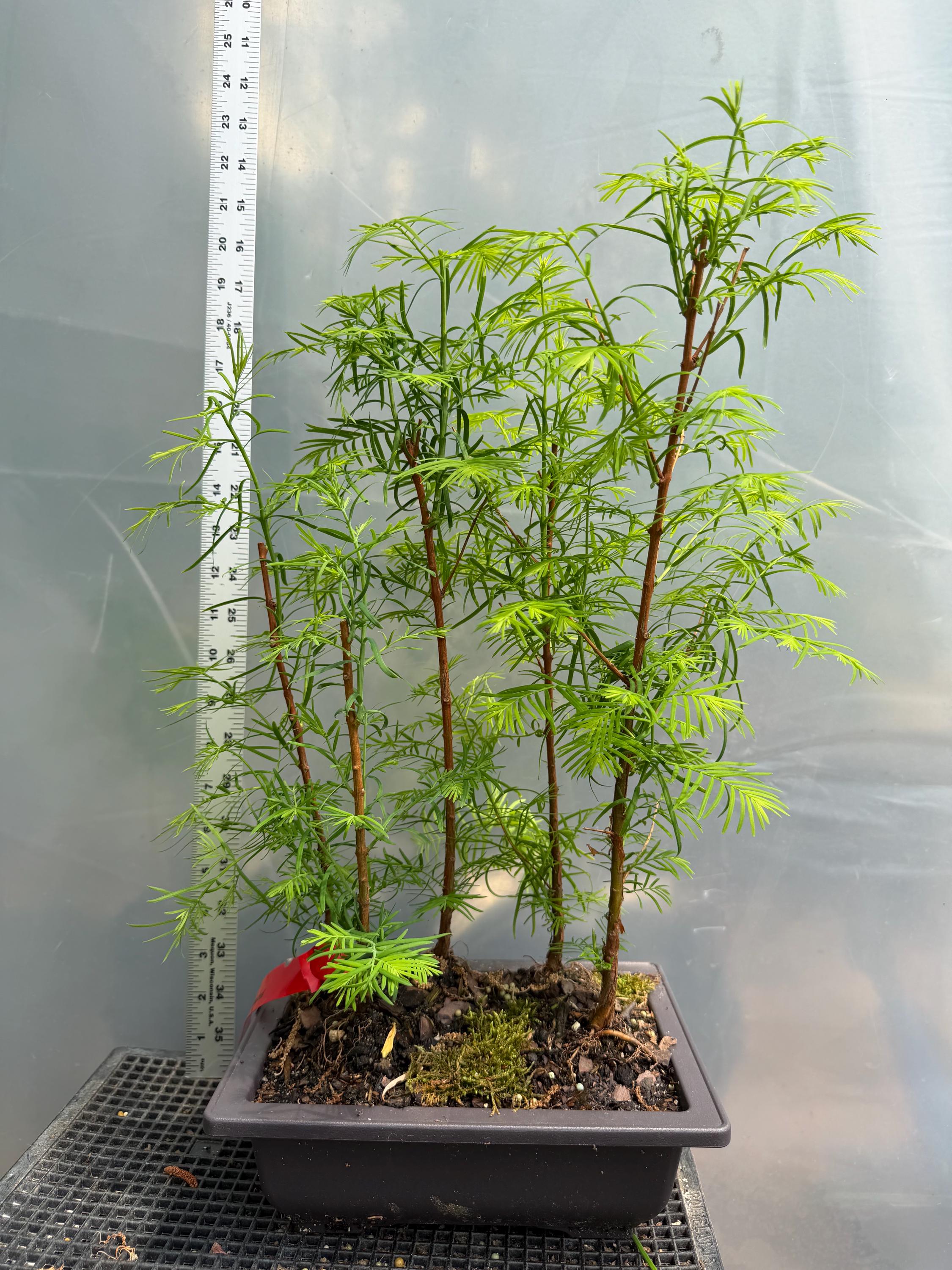 Bonsai Sapling - Etsy