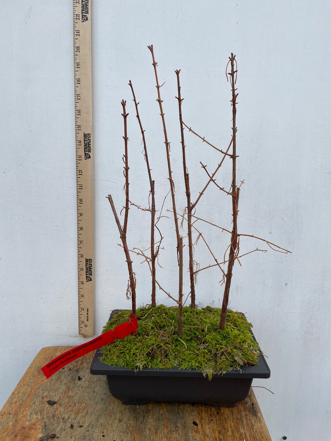 5 Dawn Redwood Bonsai Forest Planting Etsy