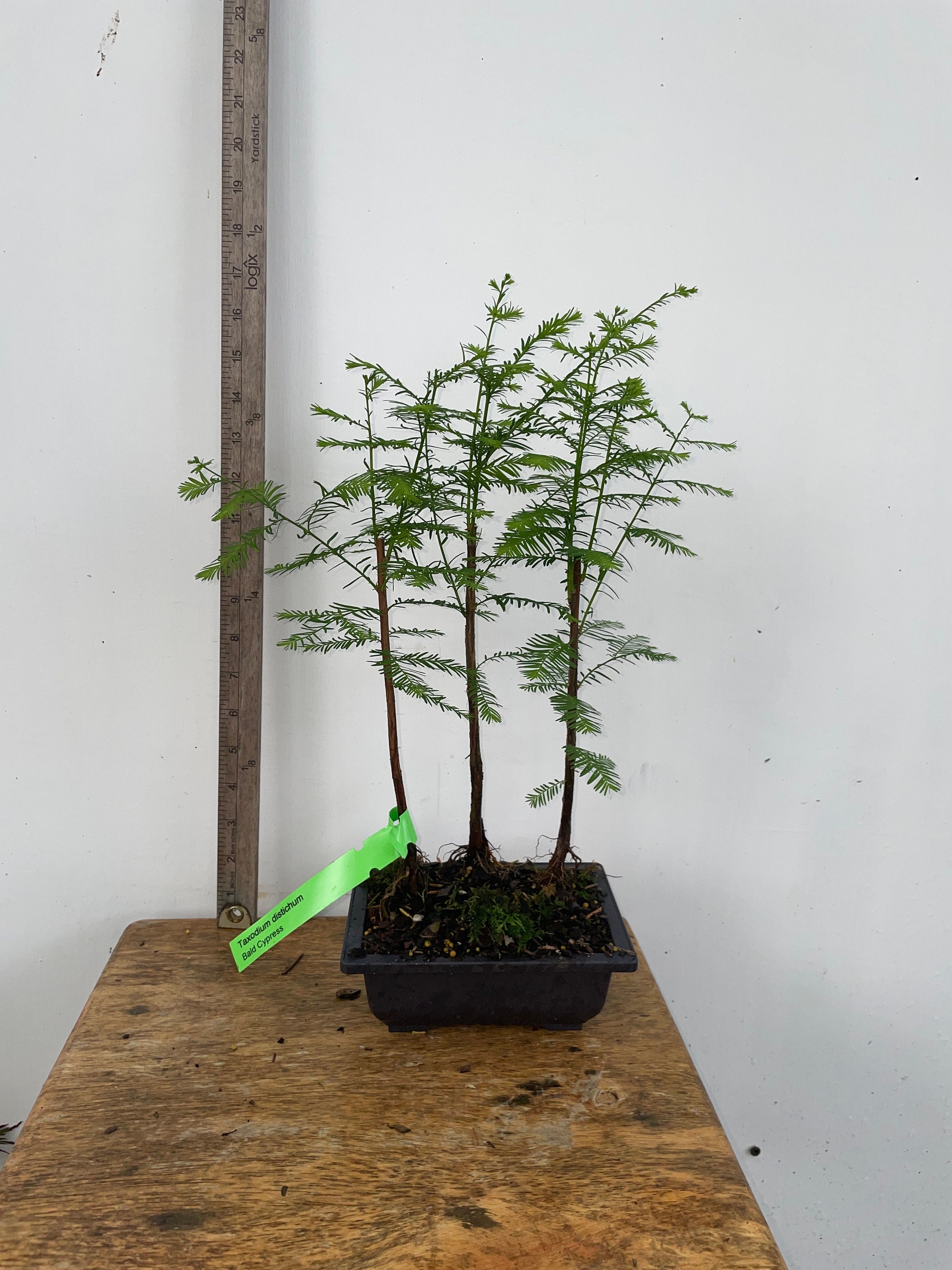 3 Bald Cypress Tree Bonsai Forest Planting image image