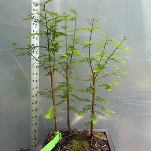dieffenbachia cutting back Dieffenbachia Green Magic