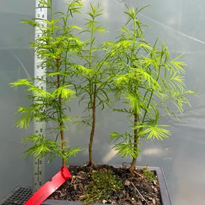 3 Dawn Redwood Bonsai - Forest Planting