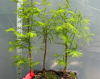 3 Dawn Redwood Bonsai - Forest Planting