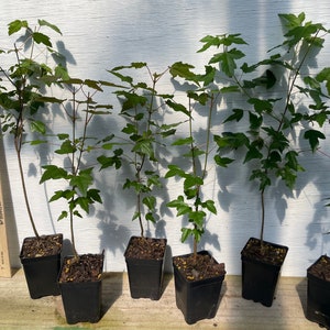 6 Trident Maple trees - bonsai