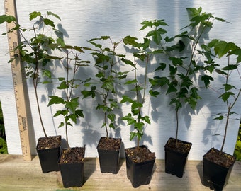 6 Trident Maple trees - bonsai