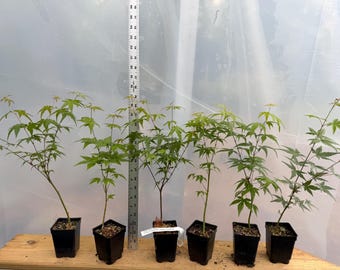 6 Japanese Maple seedlings