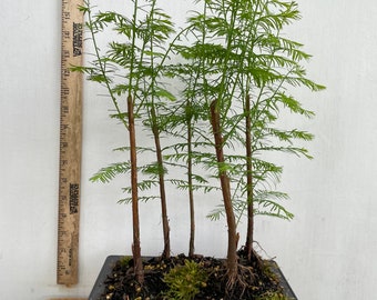 5 Bald Cypress Tree Bonsai - Forest planting