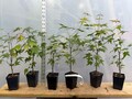 6 Japanese Maple seedlings
