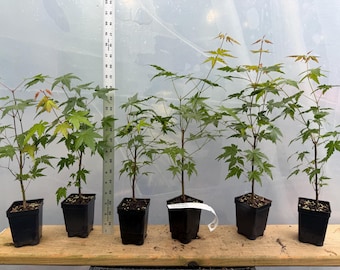 6 Japanese Maple seedlings