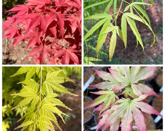 Choose 1g Japanese Maple off availability list within.