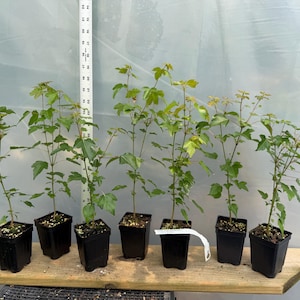 May include: Seven young green maple saplings planted in individual black square plastic pots. A white ruler is positioned vertically behind the plants, showing the saplings reach heights between approximately 12 and 22 inches tall.