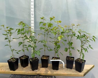 3, 5 or 7 Trident Maple seedlings, pre-bonsai or landscape!