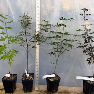 May include: Four young Japanese maple trees in black square pots. The trees have varying shades of green and burgundy leaves. A ruler stands next to the trees, providing a height reference. Each tree has a white tag attached to its base.