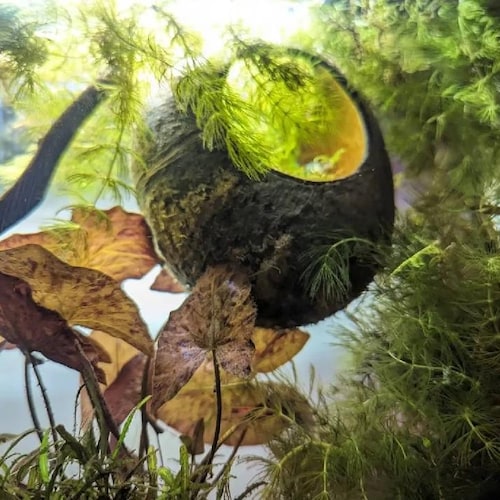 Peau de noix de coco entièrement naturelle pour aquarium, avec fenêtre panoramique