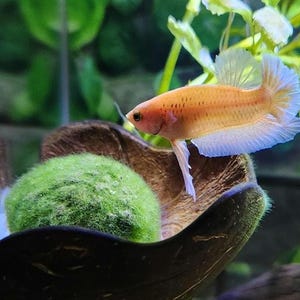 Op de afbeelding: Een levendige oranje en witte betta-vis met vloeiende vinnen zwemt in de buurt van een groene mosbal in een helder aquarium.