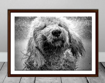 Dog Wall Art, Black and White Dog Print, Dog Photo Art, Animal Print, Dog Bath Art, Puppy Prints, Funny Dog Poster, Dog Photography,Pet Art