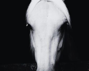 Paard print foto, zwart-wit, digitale kunstprint, White Horse Photo Wall Art, digitale download, dierenfotografie, decor ruitersport