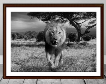 Lion Photograph, Wildlife, Black and White, Animal, Safari, African, Print, Art, Photography, Lion Print, Travel, Fine, Decor, Scary