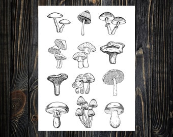 May include: A black and white line drawing of 14 different types of mushrooms. The mushrooms are drawn in a realistic style and are arranged in a grid pattern.