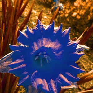 May include: A close-up of a blue flower with a starburst shape. The flower is surrounded by brown, dried foliage.