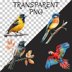 May include: Four watercolor paintings of birds on branches. The birds are a yellow and black bird, a blue and orange bird, a black and red bird, and a red and blue bird.