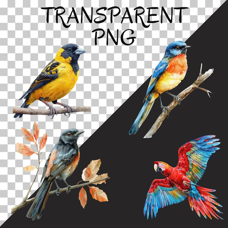May include: Four watercolor paintings of birds on branches. The birds are a yellow and black bird, a blue and orange bird, a black and red bird, and a red and blue bird.