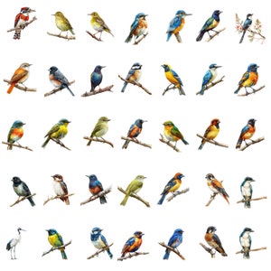 May include: A collection of 40 watercolor paintings of various bird species. The birds are depicted in a variety of poses and colors, including blue, green, yellow, red, and orange. The paintings are set against a white background.