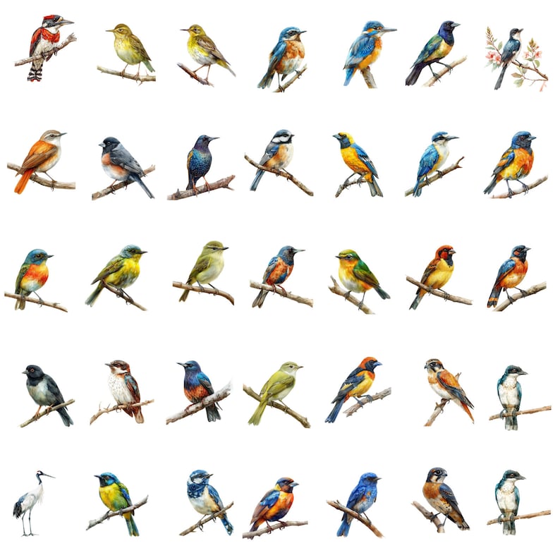May include: A collection of 40 watercolor paintings of various bird species. The birds are depicted in a variety of poses and colors, including blue, green, yellow, red, and orange. The paintings are set against a white background.