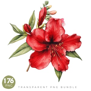 May include: A watercolour illustration of a striking red flower with green leaves and buds. The flower features large, open petals and visible stamens. The text "176 PNG" and "TRANSPARENT PNG BUNDLE" is at the bottom.