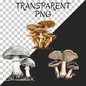 May include: Three groups of mushrooms, each with a different color and shape. The first group is a cluster of brown mushrooms with a light brown cap. The second group is a cluster of gray mushrooms with a dark gray cap. The third group is a cluster of brown mushrooms with a dark brown cap.