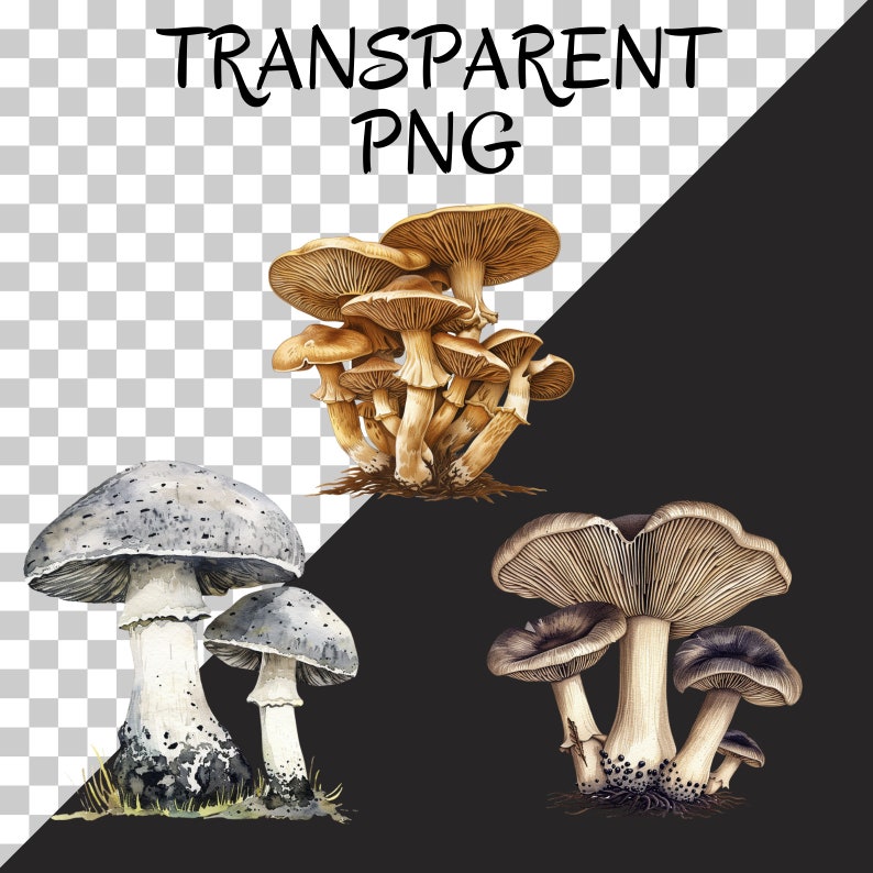 May include: Three groups of mushrooms, each with a different color and shape. The first group is a cluster of brown mushrooms with a light brown cap. The second group is a cluster of gray mushrooms with a dark gray cap. The third group is a cluster of brown mushrooms with a dark brown cap.