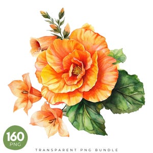 Peut inclure: Illustration à l'aquarelle d'une fleur de bégonia orange vif, entourée de feuilles vertes et de petites fleurs orange. L'image comprend le texte "TRANSPARENT PNG BUNDLE" et un cercle vert avec le nombre "160 PNG".