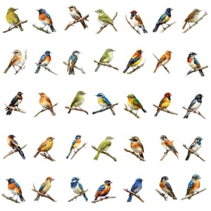 May include: A digital illustration of 36 different bird species, each perched on a branch. The birds are depicted in a variety of colors, including blue, green, red, yellow, and orange. The illustration is set against a white background.