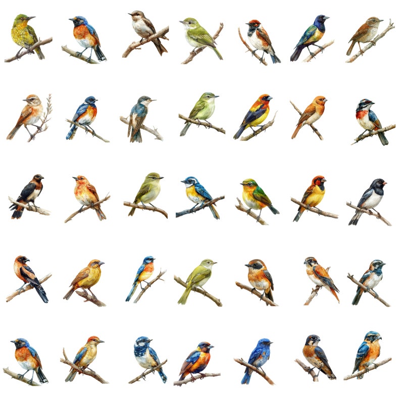 May include: A digital illustration of 36 different bird species, each perched on a branch. The birds are depicted in a variety of colors, including blue, green, red, yellow, and orange. The illustration is set against a white background.