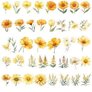 May include: Watercolor illustration of various yellow flowers, including daisies, tulips, and bell-shaped blooms. The flowers are depicted with detailed petals and green stems, showcasing a range of shapes and sizes. The artwork has a soft, artistic style.