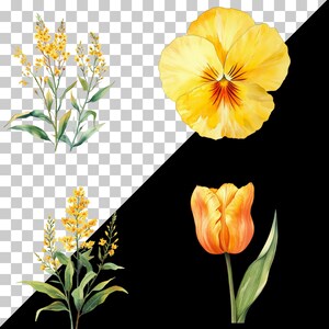 May include: Watercolor illustrations of various flowers. Includes a large yellow pansy with red and black markings, an orange tulip, and sprigs of yellow flowers with green leaves. The background is split between a transparent and black background.