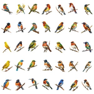 May include: A collection of 40 watercolor paintings of various colorful birds perched on branches. The birds are depicted in a variety of poses and with detailed features.