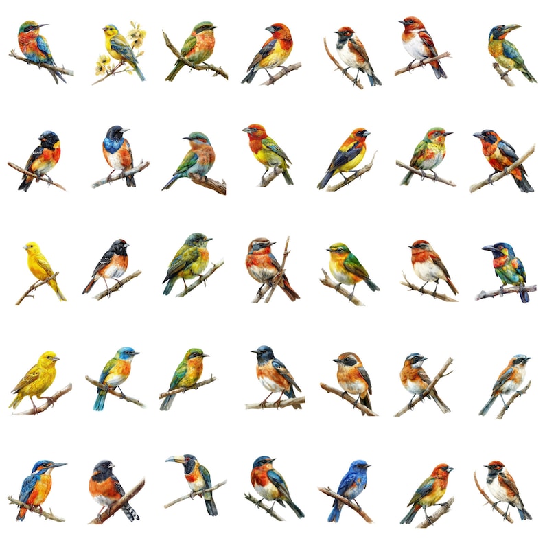 May include: A collection of 40 watercolor paintings of various colorful birds perched on branches. The birds are depicted in a variety of poses and with detailed features.