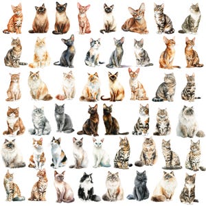 May include: Watercolor illustration of various cat breeds in different poses. The cats are depicted in a variety of colors and patterns, including tabby, Siamese, and calico. The artwork is detailed and realistic, with a focus on the cats' expressions.