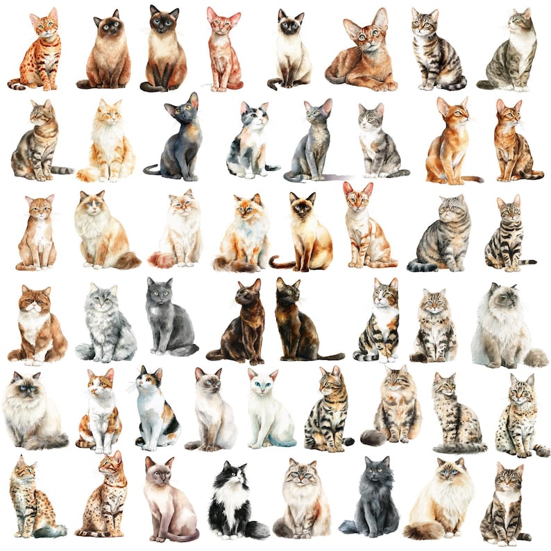 May include: Watercolor illustration of various cat breeds in different poses. The cats are depicted in a variety of colors and patterns, including tabby, Siamese, and calico. The artwork is detailed and realistic, with a focus on the cats' expressions.