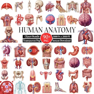 Op de afbeelding: Een verzameling kleurrijke illustraties van de menselijke anatomie, waaronder de hersenen, het hart, de longen en het skelet. De afbeelding bevat de tekst "HUMAN ANATOMY Clipart Bundle 90+ PNG Instant Download".
