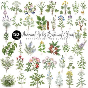 120+ botaniska clipart med medicinalörter, örtväxter PNG, illustrationer med apoteksörter, vintage botanisk uppsättning, grafik med naturlig helande