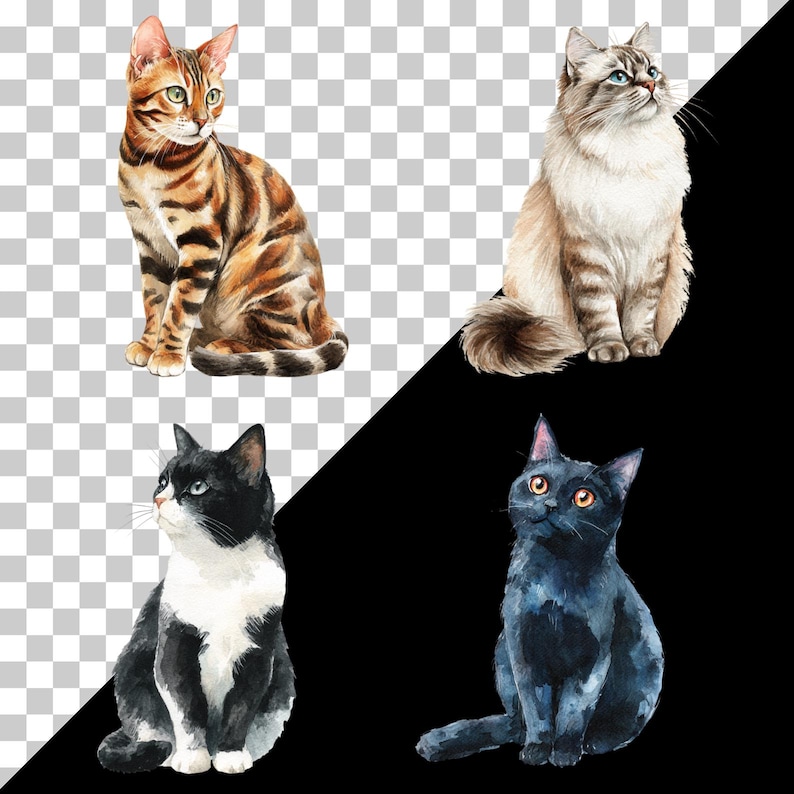 May include: Watercolor illustrations of four different cat breeds. A Bengal cat with brown and black stripes, a fluffy Ragdoll cat, a black and white tuxedo cat, and a solid black cat with orange eyes.