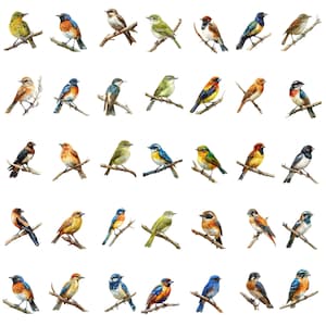May include: A digital painting of 45 different bird species, each perched on a branch. The birds are depicted in a variety of colors, including blue, green, red, yellow, and orange. The painting is set against a white background.