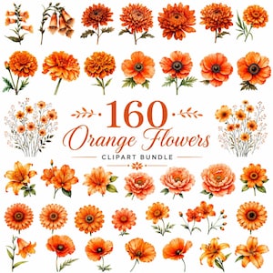 May include: A digital collection of 160 orange flowers in a clipart bundle, featuring various botanical illustrations including chrysanthemums, poppies, and lilies with green stems and leaves, displayed against a plain white background.