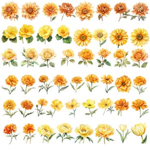 May include: Watercolor illustration of various yellow and orange flowers, including dahlias, roses, sunflowers, and tulips. The flowers are arranged in rows against a white background, showcasing their detailed petals and green stems. A botanical theme.