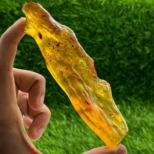 Pode incluir: Um pedaço de âmbar, uma resina de árvore fossilizada translúcida amarelo dourado, é segurado contra um fundo verde. O âmbar tem uma forma áspera e irregular e contém pequenas inclusões escuras.