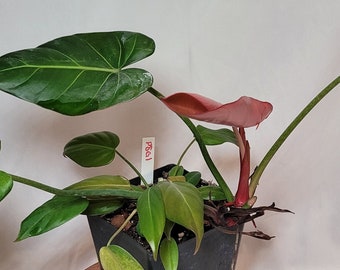 Philodendron Summer Glory Large Size | Gloriosum x McColleys Finale | Hybrid | Rare Aroid Houseplant USA Seller!