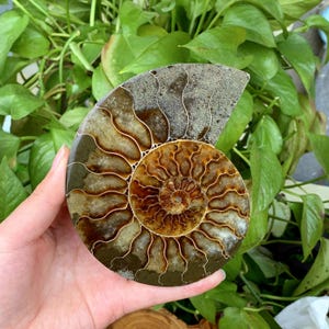 Natural Rare Ammonite Fossil Conch,Quartz Crystal Fossil,Fossil Specimen,Crystal Gifts,Reiki Heal,From Madagascar,Crystal Heal Gifts