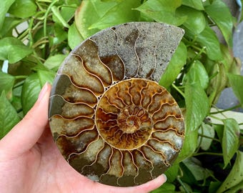 Natural Rare Ammonite Fossil Conch,Quartz Crystal Fossil,Fossil Specimen,Crystal Gifts,Reiki Heal,From Madagascar,Crystal Heal Gifts